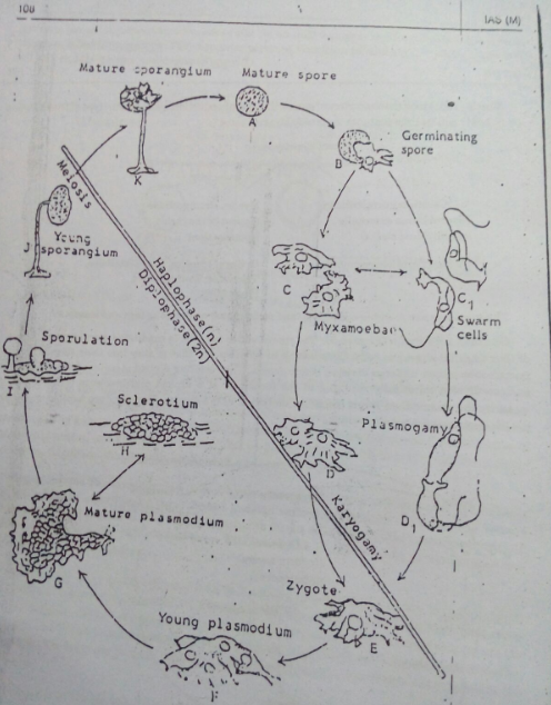 botany-brilliant-tutorials-for-upsc-and-ifs-examination