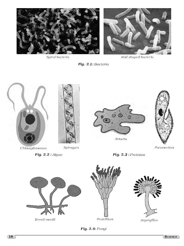 new-ncert-science-6th-to-10th-english-medium