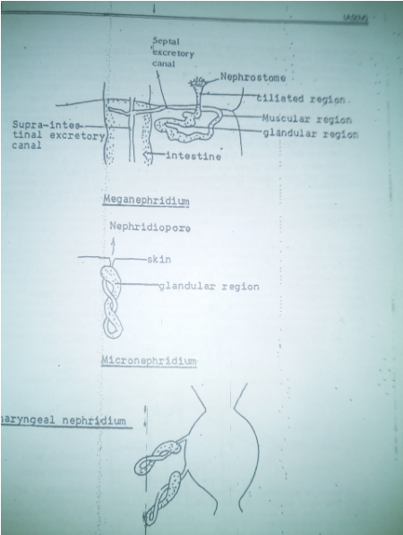 zoology-printed-notes-brilliant-tutorials